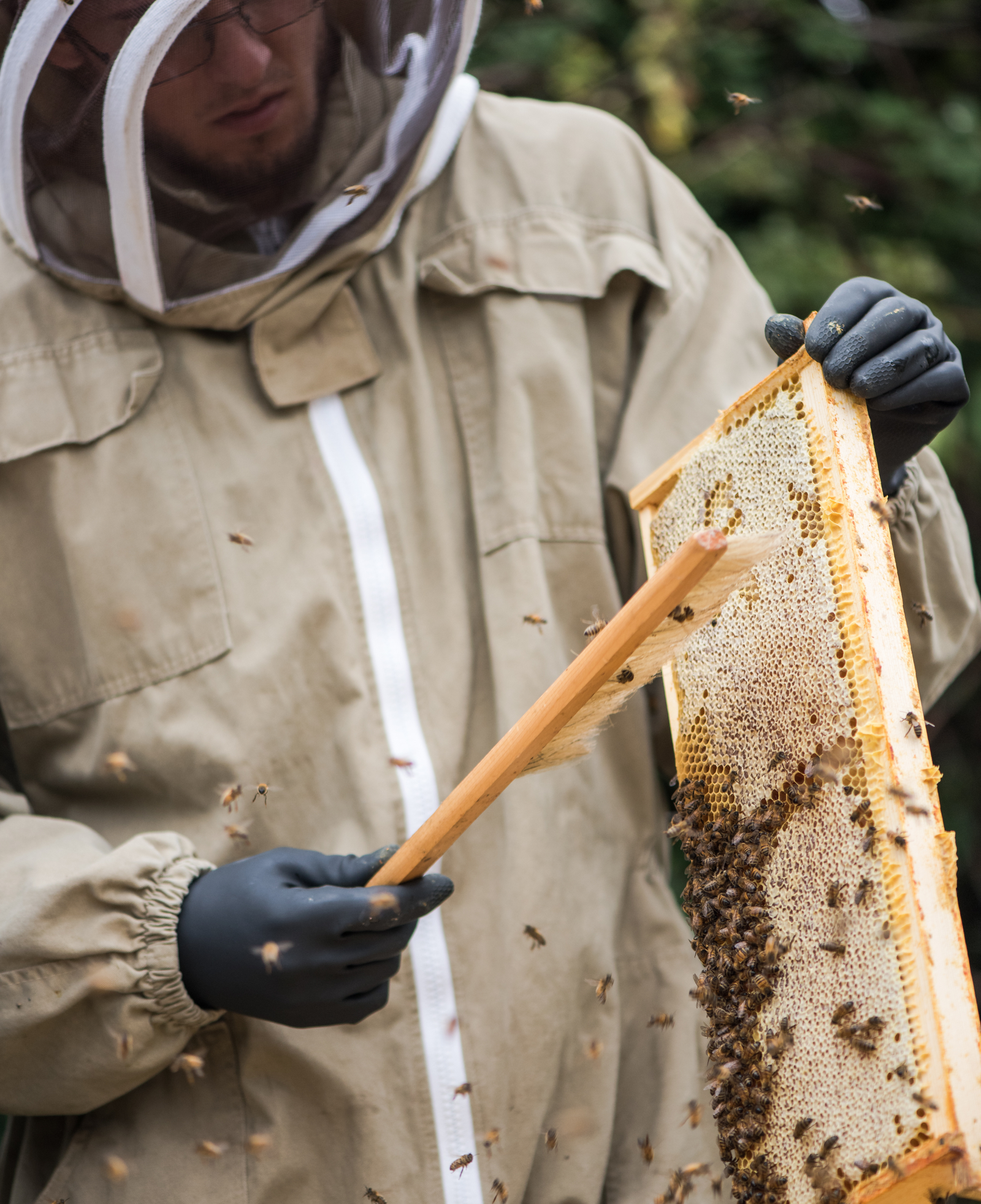 bee-removal-2